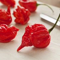 PEPERONCINO TRINIDAD SCORPION