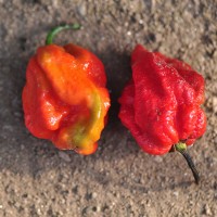 PEPERONCINO CAROLINA REAPER