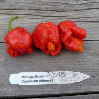 PEPERONCINO MORUGA SCORPION