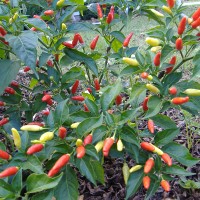 PEPERONCINO TABASCO