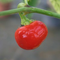 PEPERONCINO BACIO DI SATANA