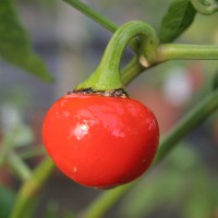 PEPERONCINO BACIO DI SATANA