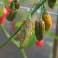 PEPERONCINO BAHIA