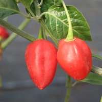 PEPERONCINO ETIOPIA