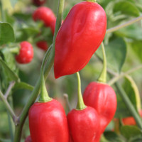 PEPERONCINO ETIOPIA