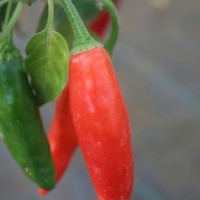 PEPERONCINO SERRANITO