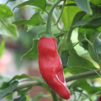 PEPERONCINO NEYDE ROSSO PICCANTISSIMO