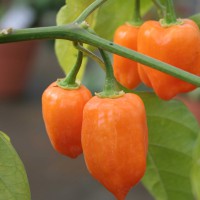 PEPERONCINO CHILE HABANERO MANZANO