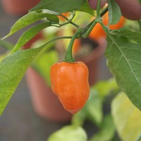 PEPERONCINO CHILE HABANERO MANZANO