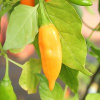 PEPERONCINO AJI AMARILLO