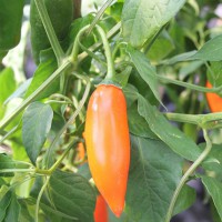 PEPERONCINO AJI AMARILLO