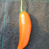 PEPERONCINO AJI AMARILLO