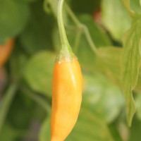 PEPERONCINO AJI AMARILLO