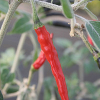 PEPERONCINO CILE