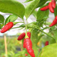 PEPERONCINO TABASCO