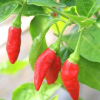 PEPERONCINO TABASCO