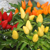 PEPERONCINO FUOCO DELLA PRATERIA