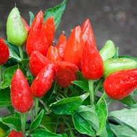 PEPERONCINO FUOCO DELLA PRATERIA