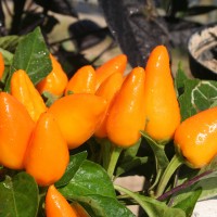 PEPERONCINO FUOCO DELLA PRATERIA