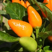 PEPERONCINO FUOCO DELLA PRATERIA