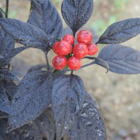 PEPERONCINO BLACK PEARL