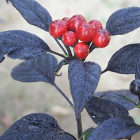 PEPERONCINO BLACK PEARL