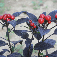 PEPERONCINO BLACK PEARL