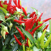 PEPERONCINO CALABRESE CORTO