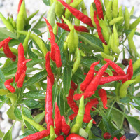 PEPERONCINO CALABRESE CORTO