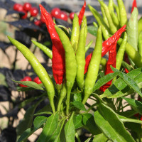 PEPERONCINO CALABRESE CORTO