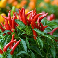 PEPERONCINO A MAZZETTI ROSSO