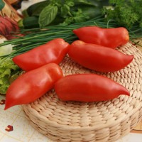 POMODORO CORNO F1