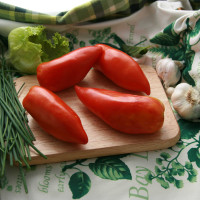 POMODORO SAN MARZANO CIRANO F1