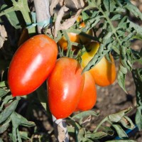 POMODORO SAN MARZANO ASTRO F1