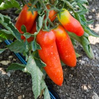 POMODORO SAN MARZANO CORNO F1