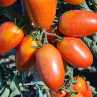 POMODORO SAN MARZANO FOLLIA F1