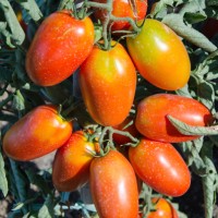 POMODORO SAN MARZANO FOLLIA F1