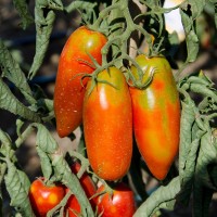 POMODORO SAN MARZANO GAGLIARDO F1