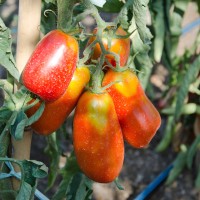 POMODORO SAN MARZANO GAGLIARDO F1