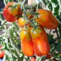 POMODORO SAN MARZANO SCATOLONE