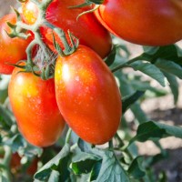 POMODORO SAN MARZANO SMILE F1