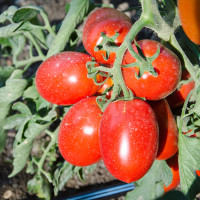 POMODORO SAN MARZANO SMILE F1