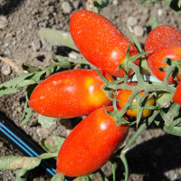 POMODORO SAN MARZANO THUNDER F1