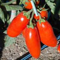 POMODORO SAN MARZANO THUNDER F1