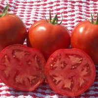 POMODORO TONDO DA INSALATA EARLY SPRING F1