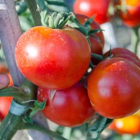 POMODORO PANTARO ROMANESCO CORRIDA F1