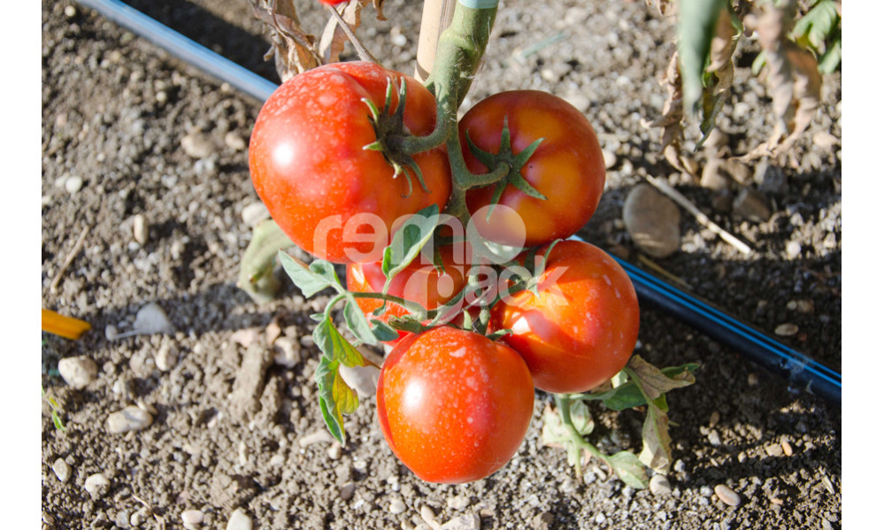 POMODORO TONDO DA INSALATA OPTIMA BIG GREEN F1