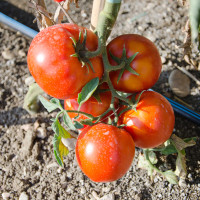 POMODORO TONDO DA INSALATA OPTIMA BIG GREEN F1