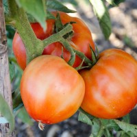 POMODORO TONDO DA INSALATA OPTIMA F1