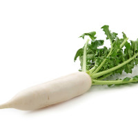 RAVANELLO DAIKON